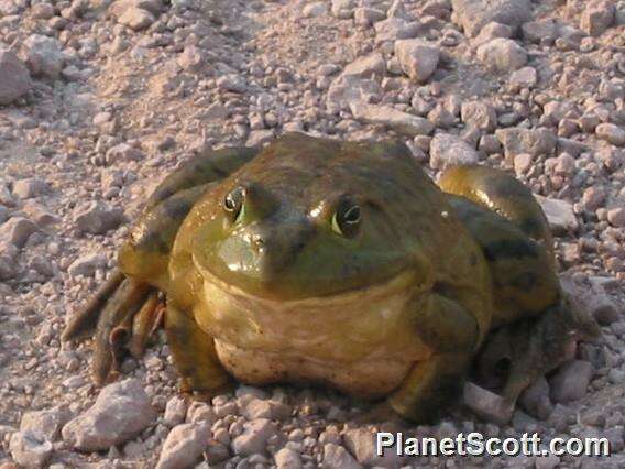 Image of Lithobates Fitzinger 1843