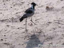 Image of Lapwing