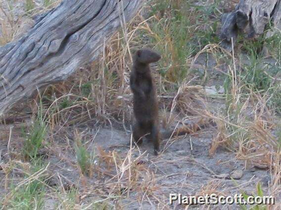 Image of Dwarf mongooses