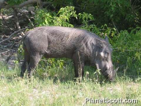 Image of Warthogs