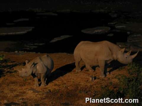 Image of Black Rhinoceros