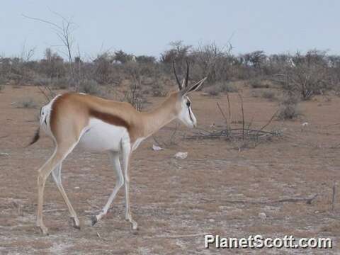 Image of Springbok