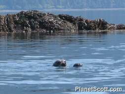 Image of Mediterranean Monk Seal