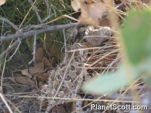 Image of horned lizard