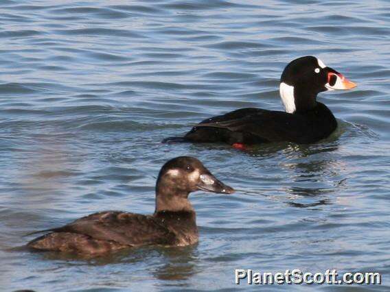 Image of scoter