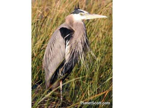 Image of Ardea Linnaeus 1758