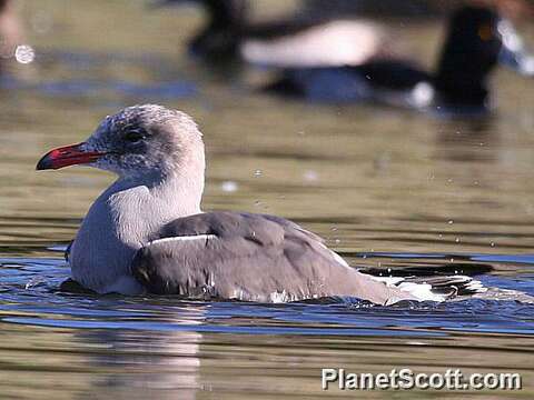 Image de Larus Linnaeus 1758