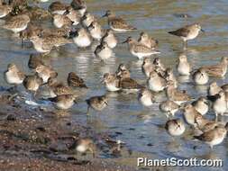 Image of Calidris Merrem 1804