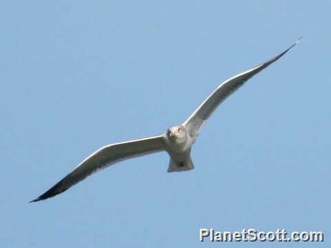 Слика од Larus Linnaeus 1758