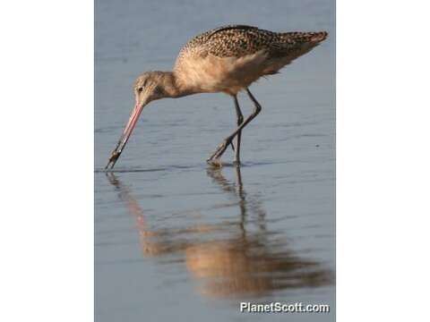 Image of Limosa Brisson 1760