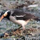 Image of Asian Pied Starling