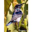 Image of Purple Sunbird