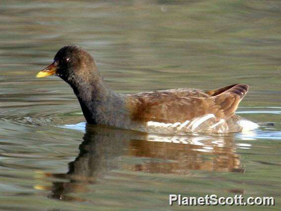 Image of Typical Moorhens