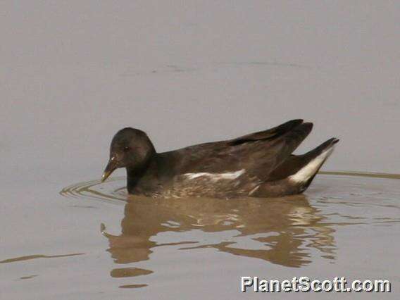 Image of Typical Moorhens