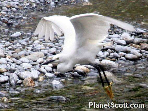 Image of Egretta Forster & T 1817