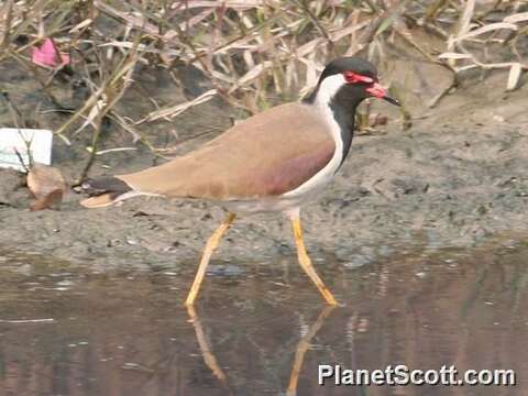 Image of Lapwing