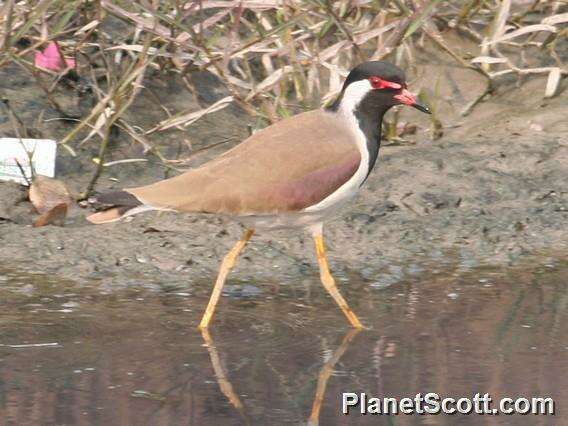 Image of Lapwing