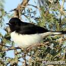 Image of Eastern Pied Wheatear