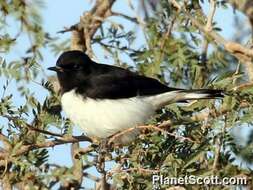 Image of Eastern Pied Wheatear