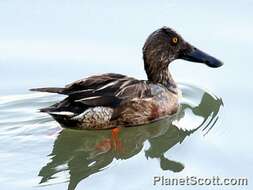 Image of Blue-winged teal