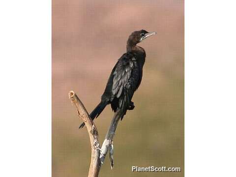 Image of Dwarf cormorants