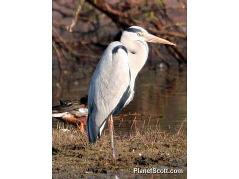 Image of Ardea Linnaeus 1758