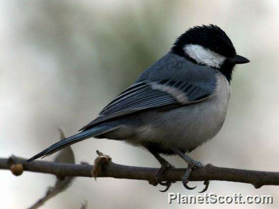 Image of Parus Linnaeus 1758