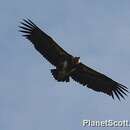 Image of Indian Black Vulture