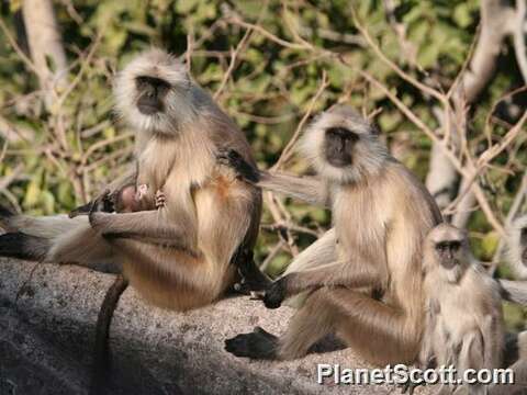 Image of Gray (=entellus) langur