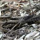 Image of Large-tailed Nightjar