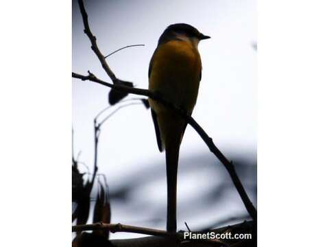 Image of Minivet