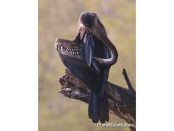 Image of anhingas and darters