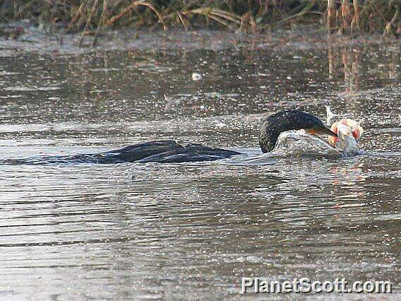 Image of anhingas and darters