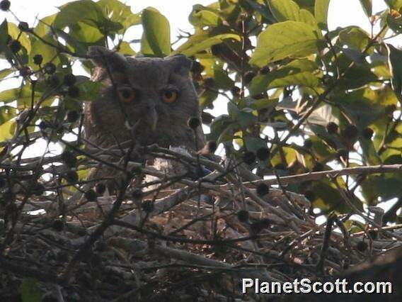 Image of Dusky Eagle-Owl