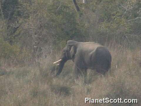 Image of Elephas Linnaeus 1758