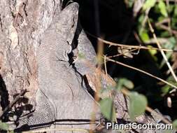 Image of monitor lizards