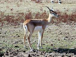 Image de gazelle