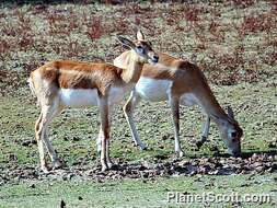 Image de gazelle