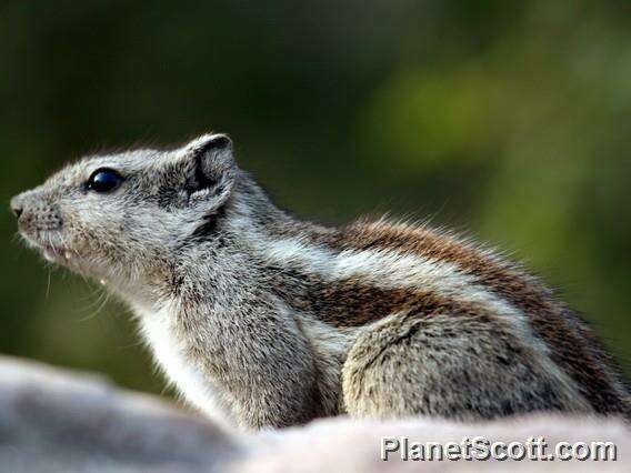 Image of Palm Squirrels