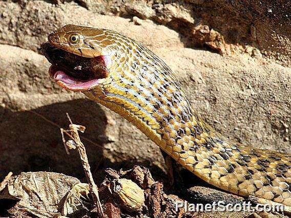 صورة Xenochrophis Günther 1864