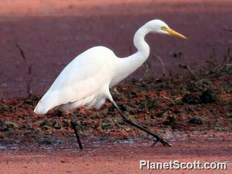 Image of Intermediate Egret