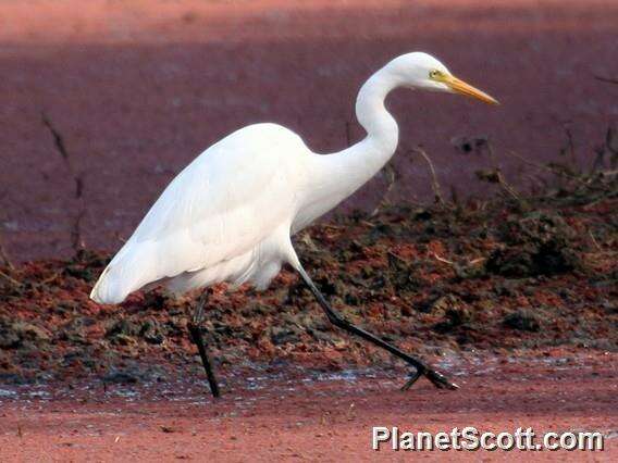 Image of Intermediate Egret