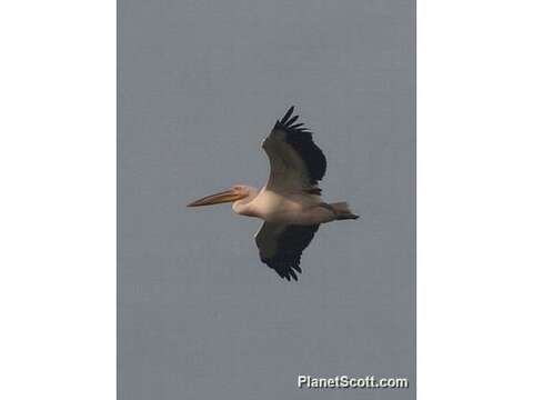 Image of pelicans