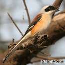 Image of Bay-backed Shrike