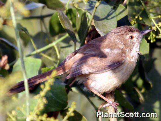 Image of Prinia Horsfield 1821