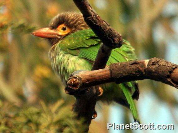 Image of Asian barbets