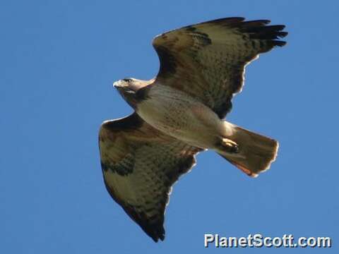 Image of Buteo Lacépède 1799