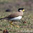 Image of Yellow-wattled Lapwing