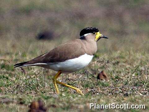 Image of Yellow-wattled Lapwing