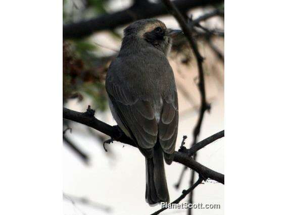 Image de Tephrodornis Swainson 1832